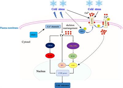 Research progress on the physiological response and molecular mechanism of cold response in plants